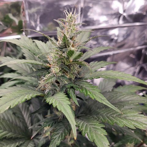 Northern Lights Automatic #1 growlog timeline photo
