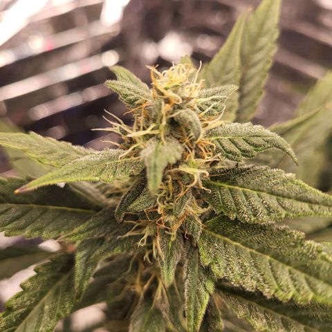 Tangerine Dream Automatic #1 growlog timeline photo