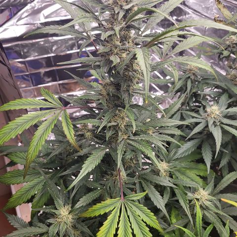 Tangerine Dream Automatic #1 growlog timeline photo
