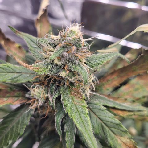 Amnesia Haze Automatic #1 growlog timeline photo