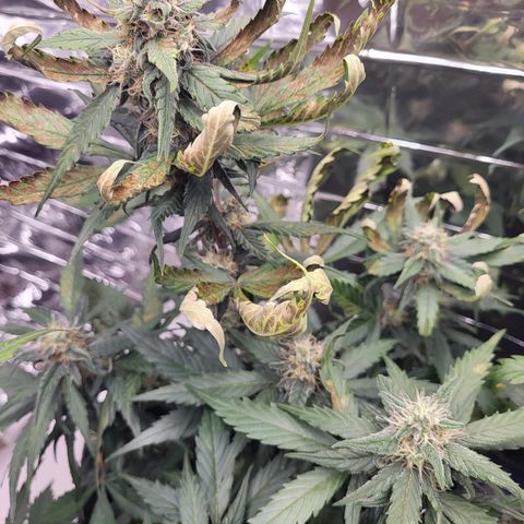 Amnesia Haze Automatic #1 growlog timeline photo