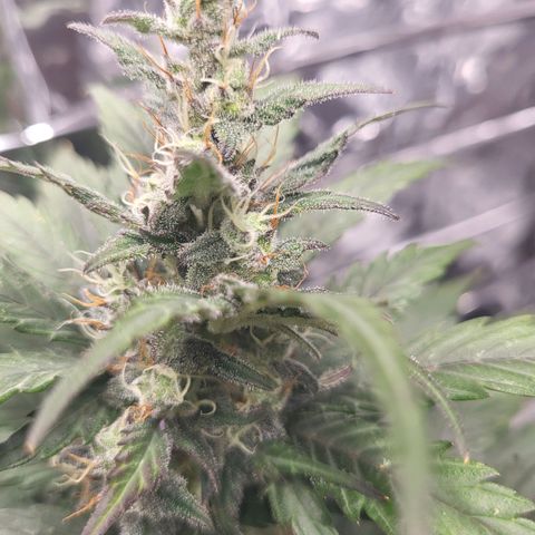 Northern Lights Automatic #1 growlog timeline photo