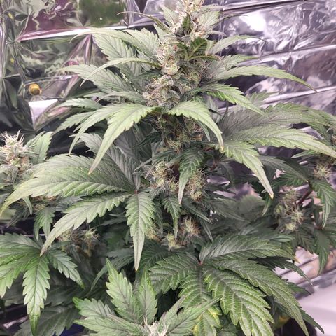 Northern Lights Automatic #1 growlog timeline photo