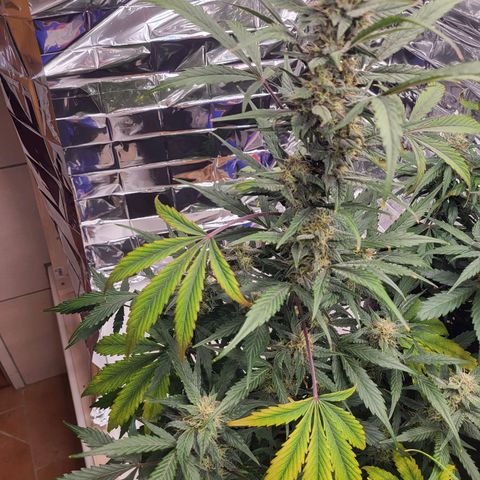 Tangerine Dream Automatic #1 growlog timeline photo
