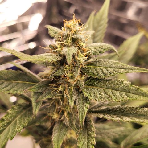 Tangerine Dream Automatic #1 growlog timeline photo
