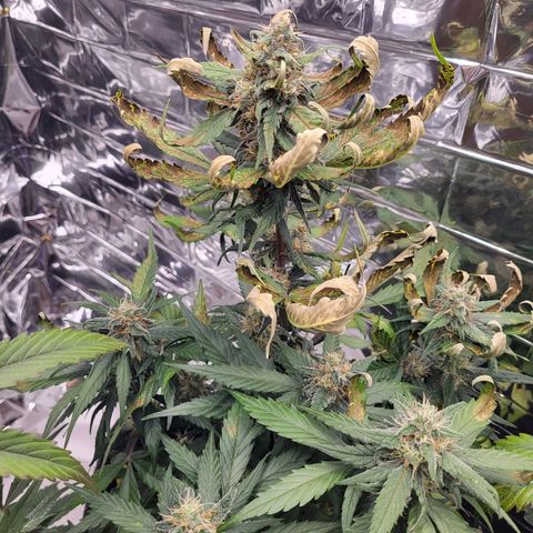 Amnesia Haze Automatic #1 growlog timeline photo