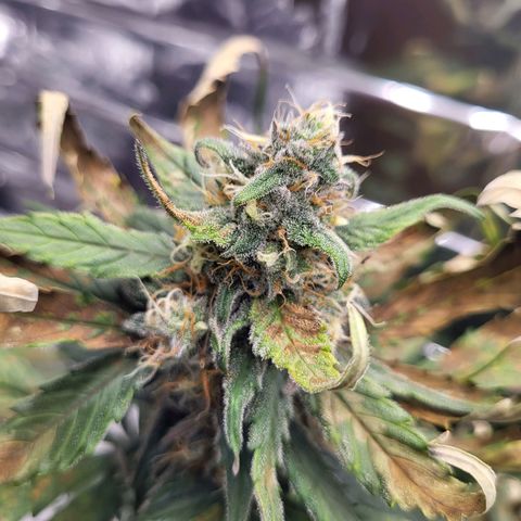 Amnesia Haze Automatic #1 growlog timeline photo