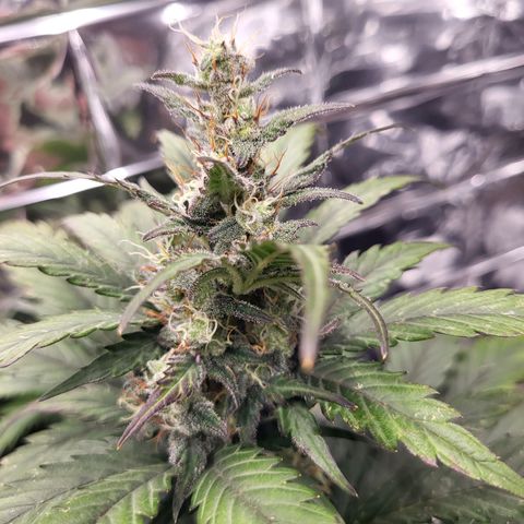 Northern Lights Automatic #1 growlog timeline photo