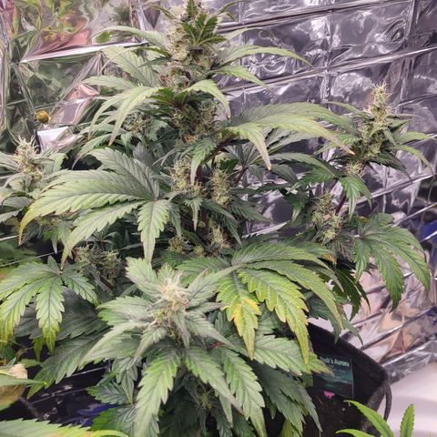 Northern Lights Automatic #1 growlog timeline photo
