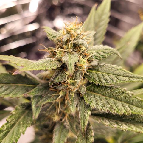 Tangerine Dream Automatic #1 growlog timeline photo