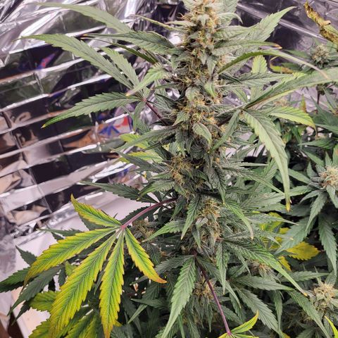 Tangerine Dream Automatic #1 growlog timeline photo