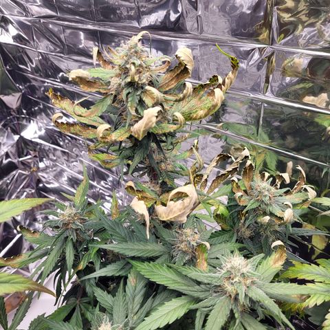 Amnesia Haze Automatic #1 growlog timeline photo