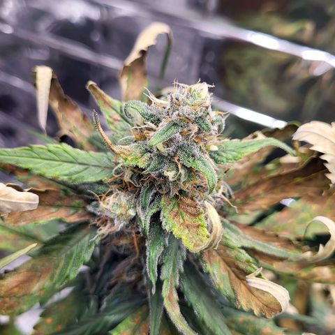 Amnesia Haze Automatic #1 growlog timeline photo
