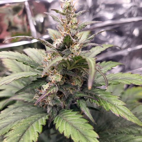 Northern Lights Automatic #1 growlog timeline photo