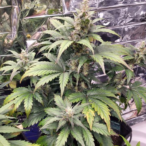 Northern Lights Automatic #1 growlog timeline photo