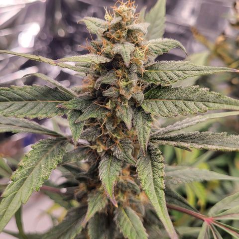 Tangerine Dream Automatic #1 growlog timeline photo