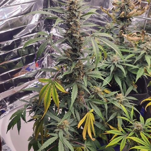 Tangerine Dream Automatic #1 growlog timeline photo