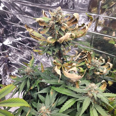 Amnesia Haze Automatic #1 growlog timeline photo