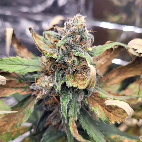 Amnesia Haze Automatic #1 growlog timeline photo