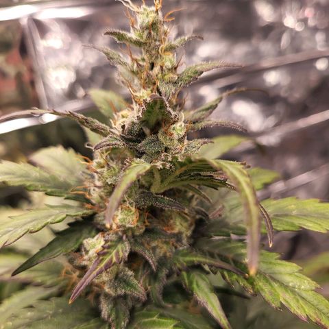 Northern Lights Automatic #1 growlog timeline photo