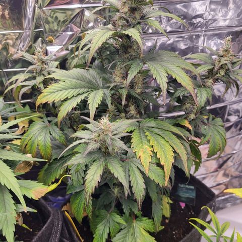 Northern Lights Automatic #1 growlog timeline photo