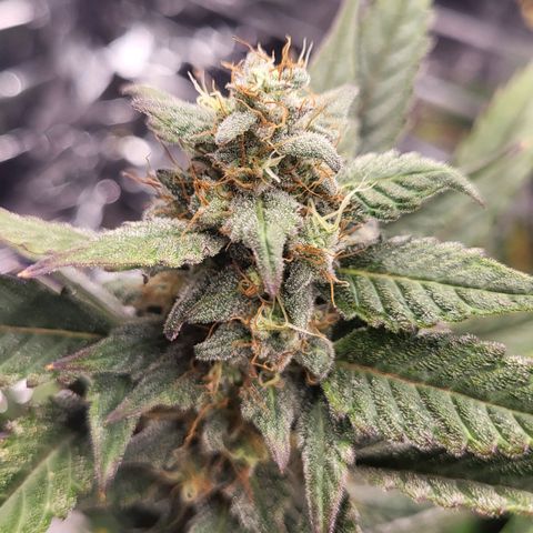 Tangerine Dream Automatic #1 growlog timeline photo