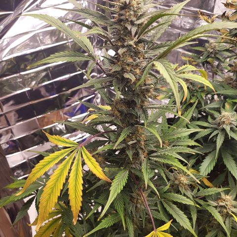 Tangerine Dream Automatic #1 growlog timeline photo