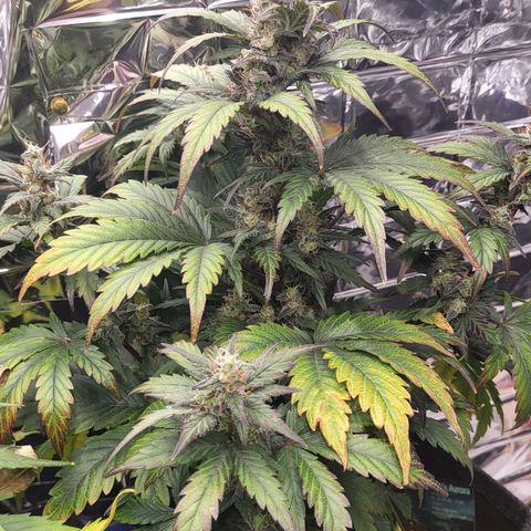 Northern Lights Automatic #1 growlog timeline photo