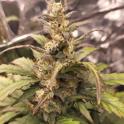 Northern Lights Automatic #1 growlog timeline photo