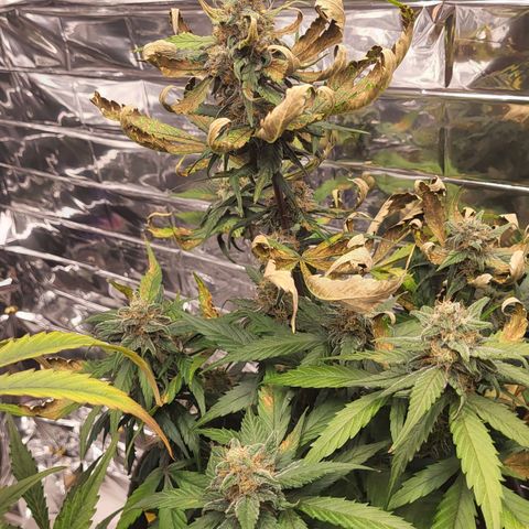 Amnesia Haze Automatic #1 growlog timeline photo
