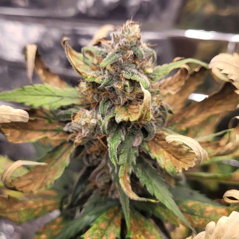 Amnesia Haze Automatic #1 growlog timeline photo