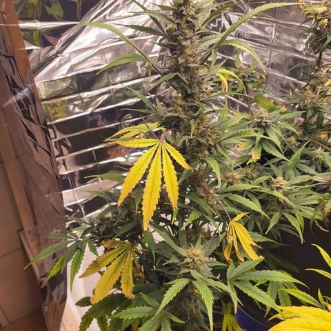 Tangerine Dream Automatic #1 growlog timeline photo