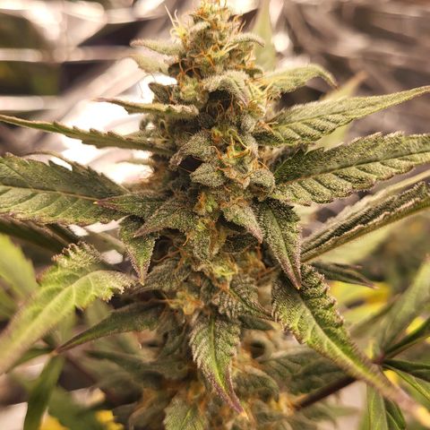 Tangerine Dream Automatic #1 growlog timeline photo