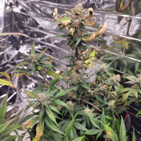Amnesia Haze Automatic #1 growlog timeline photo