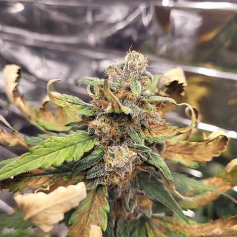 Amnesia Haze Automatic #1 growlog timeline photo