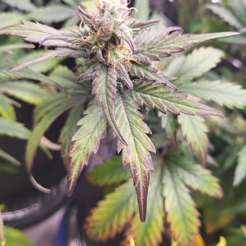 Northern Lights Automatic #1 growlog timeline photo