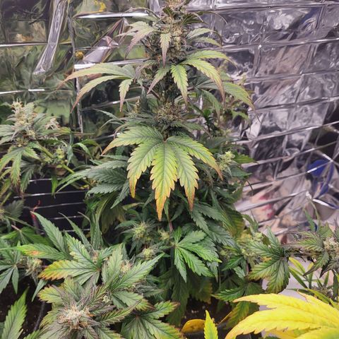 Northern Lights Automatic #1 growlog timeline photo