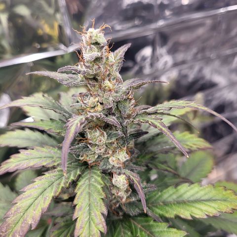 Northern Lights Automatic #1 growlog timeline photo