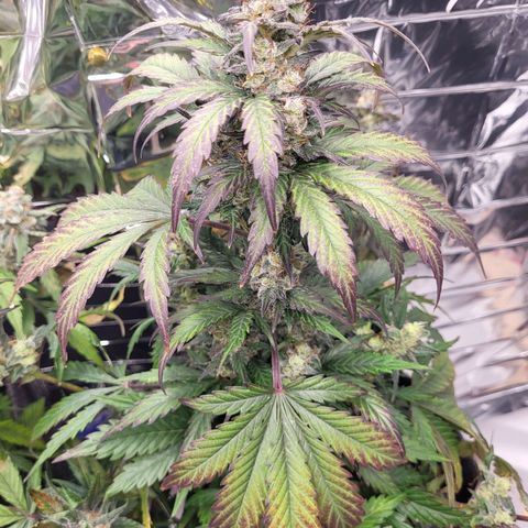Northern Lights Automatic #1 growlog timeline photo