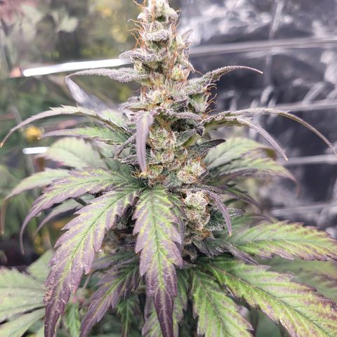 Northern Lights Automatic #1 growlog timeline photo