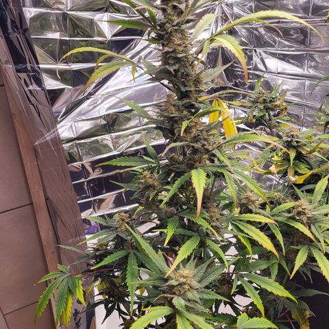 Tangerine Dream Automatic #1 growlog timeline photo