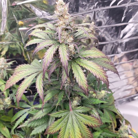 Northern Lights Automatic #1 growlog timeline photo