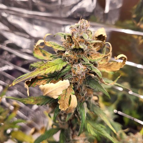 Amnesia Haze Automatic #1 growlog timeline photo