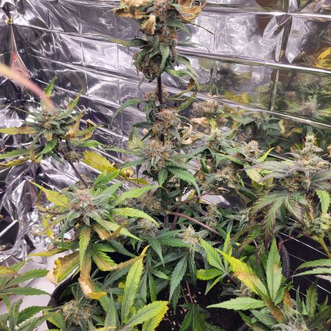 Amnesia Haze Automatic #1 growlog timeline photo