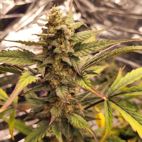Tangerine Dream Automatic #1 growlog timeline photo