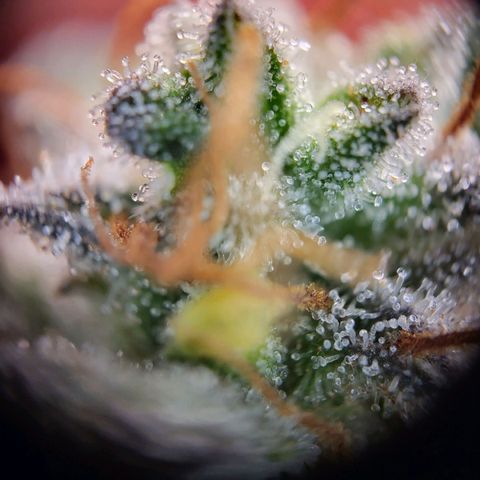 Tangerine Dream Automatic #1 growlog timeline photo