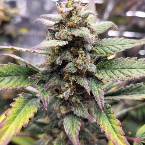 Tangerine Dream Automatic #1 growlog timeline photo