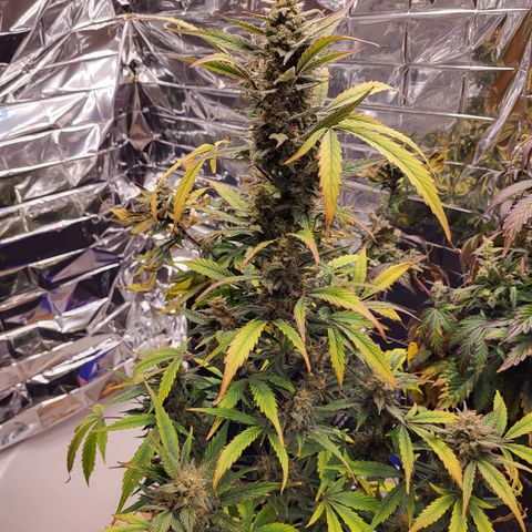 Tangerine Dream Automatic #1 growlog timeline photo