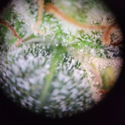 Tangerine Dream Automatic #1 growlog timeline photo