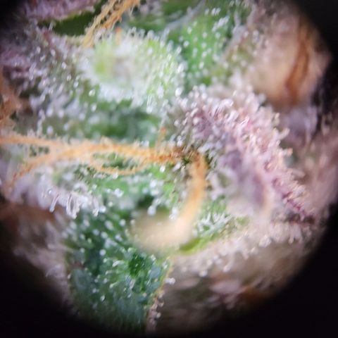 Amnesia Haze Automatic #1 growlog timeline photo